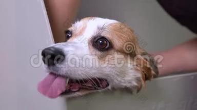 一只威尔士科吉彭布罗克用洗发水洗澡的狗的滑稽肖像。 狗在美容美发厅洗泡泡澡